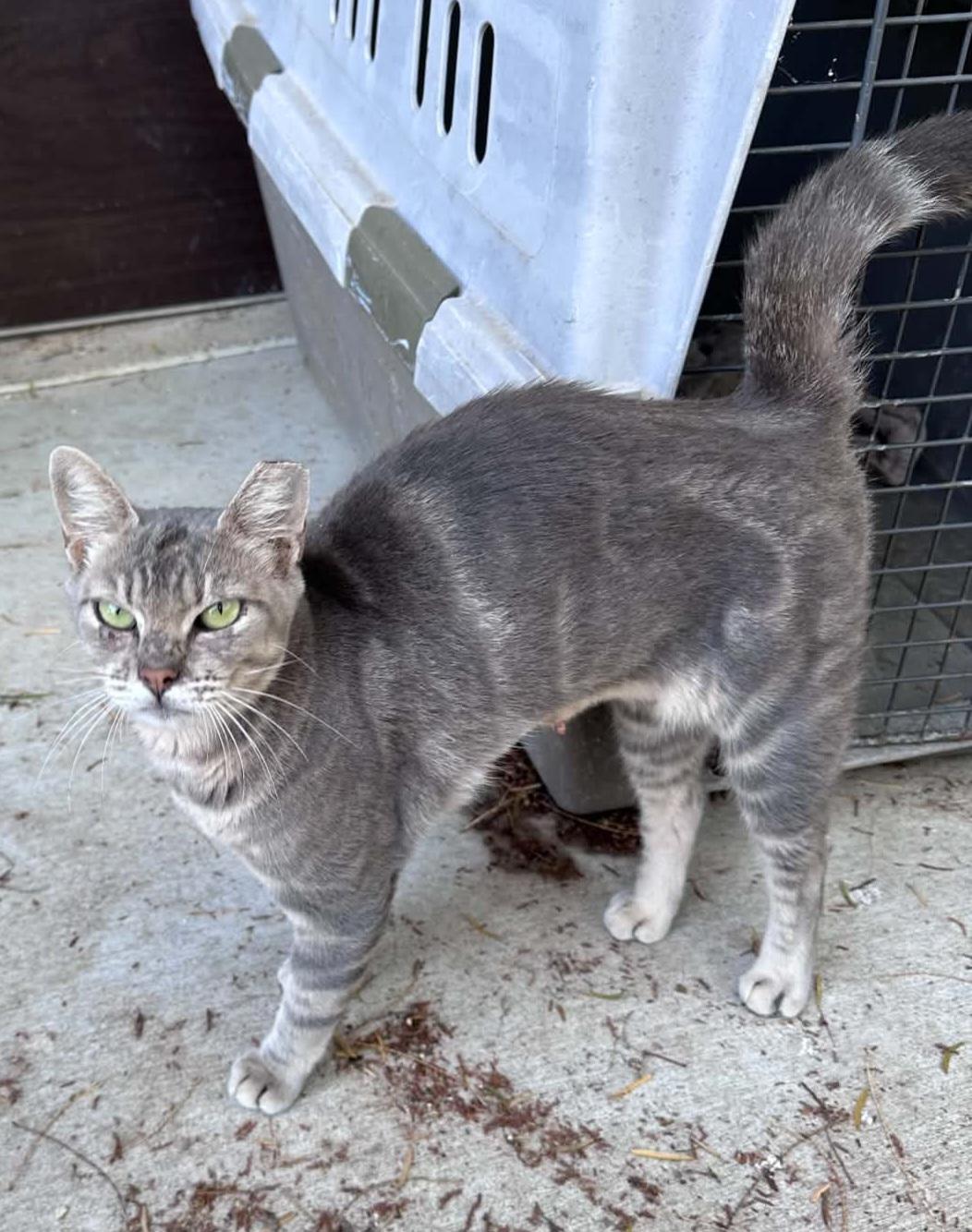 Enlarge Sandy, a ADOPTABLE Domestic Short Hair in Hutto, TX image 1/1