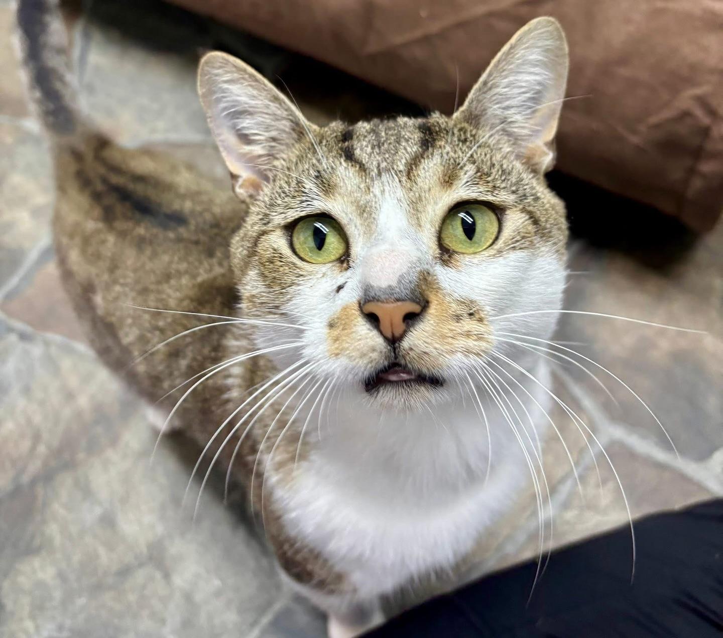 Enlarge Gilligan, a Adoptable Domestic Short Hair in McDonald, PA image 1/2