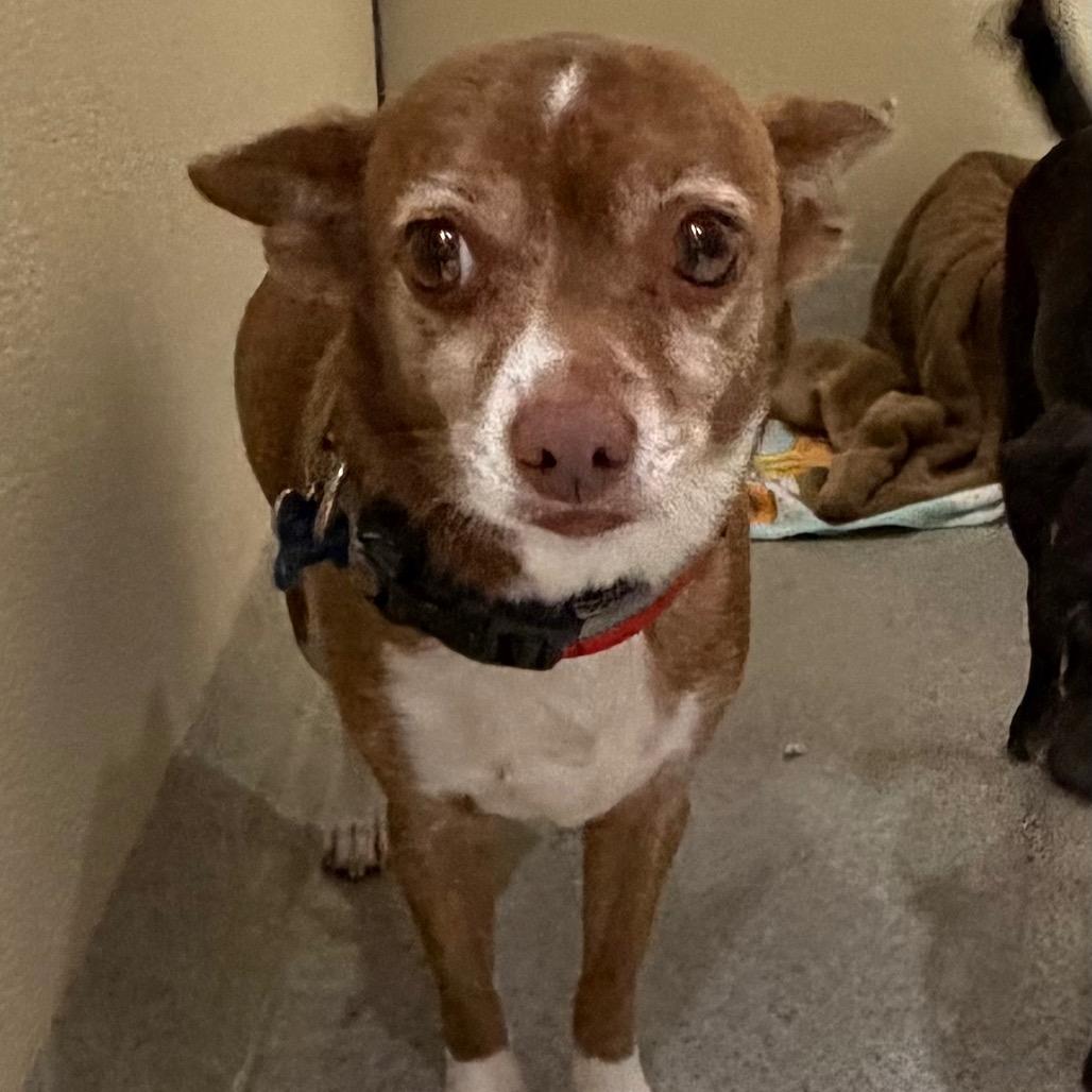 Jazzy - Costa Mesa Location, Adoptable, Adult Female Chihuahua & Mixed Breed.