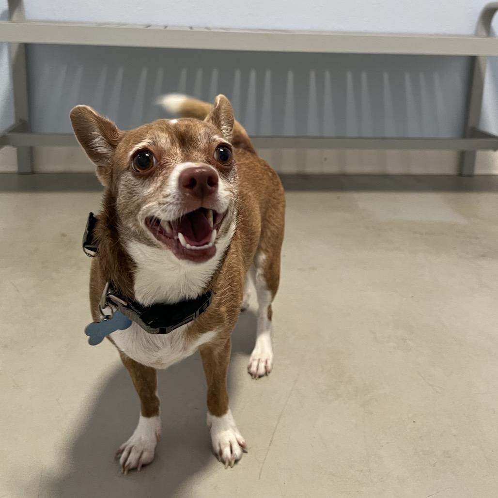 Enlarge Jazzy - Costa Mesa Location, a Adoptable mixed breed in Chino Hills, CA image 2/6