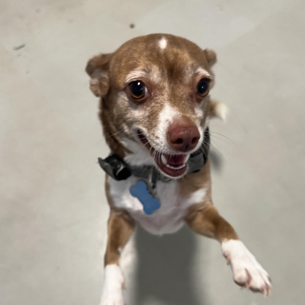 Enlarge Jazzy - Costa Mesa Location, a Adoptable mixed breed in Chino Hills, CA image 3/6