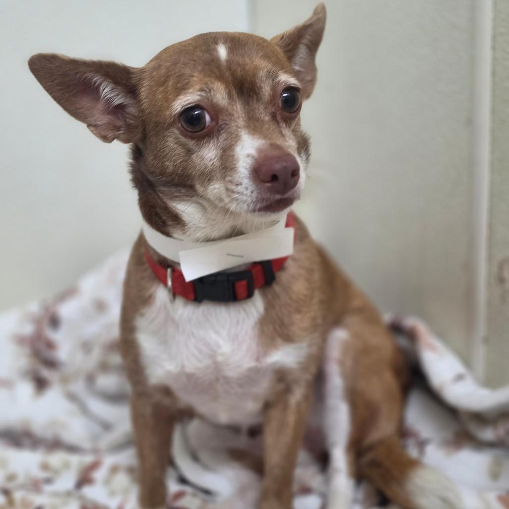 Enlarge Jazzy - Costa Mesa Location, a Adoptable mixed breed in Chino Hills, CA image 4/6