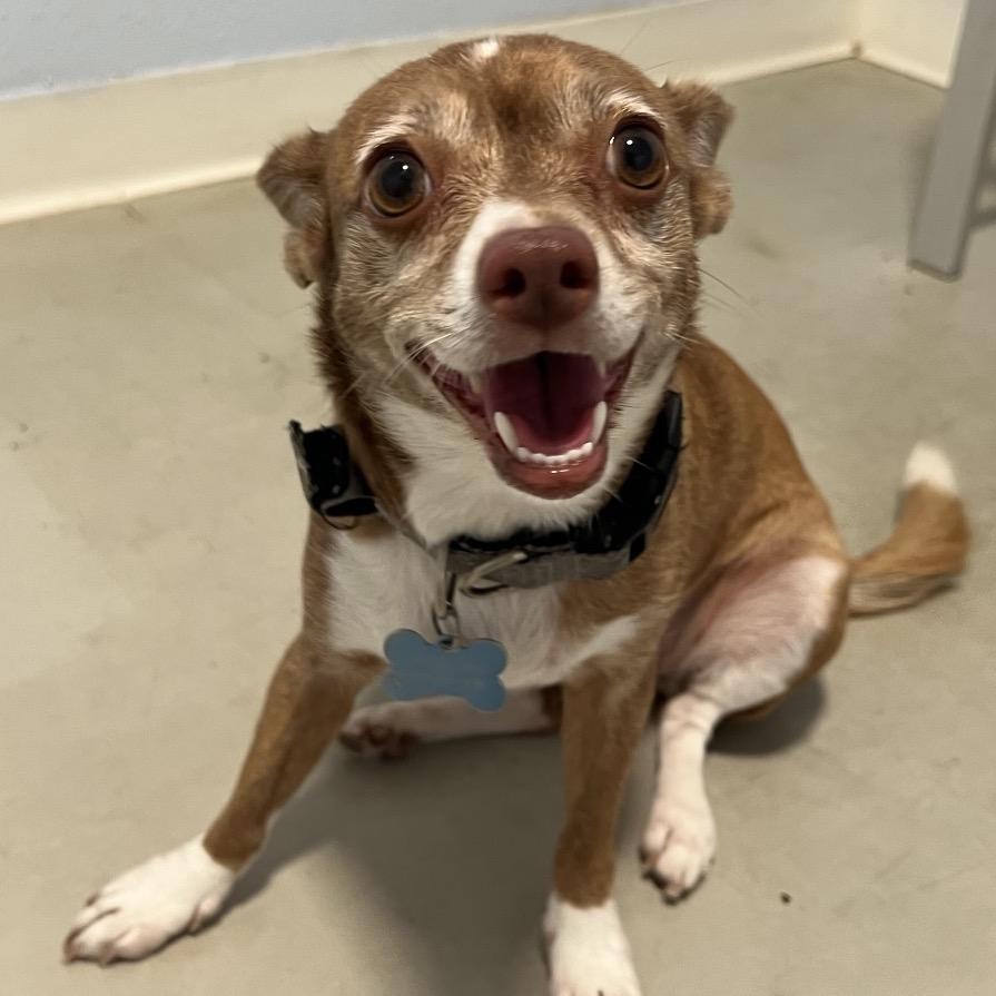 Enlarge Jazzy - Costa Mesa Location, a Adoptable mixed breed in Chino Hills, CA image 5/6