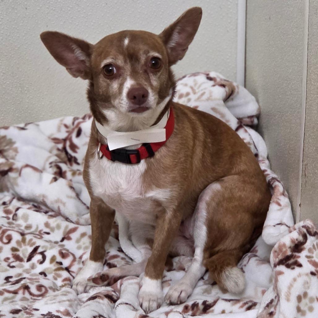 Enlarge Jazzy - Costa Mesa Location, a Adoptable mixed breed in Chino Hills, CA image 6/6