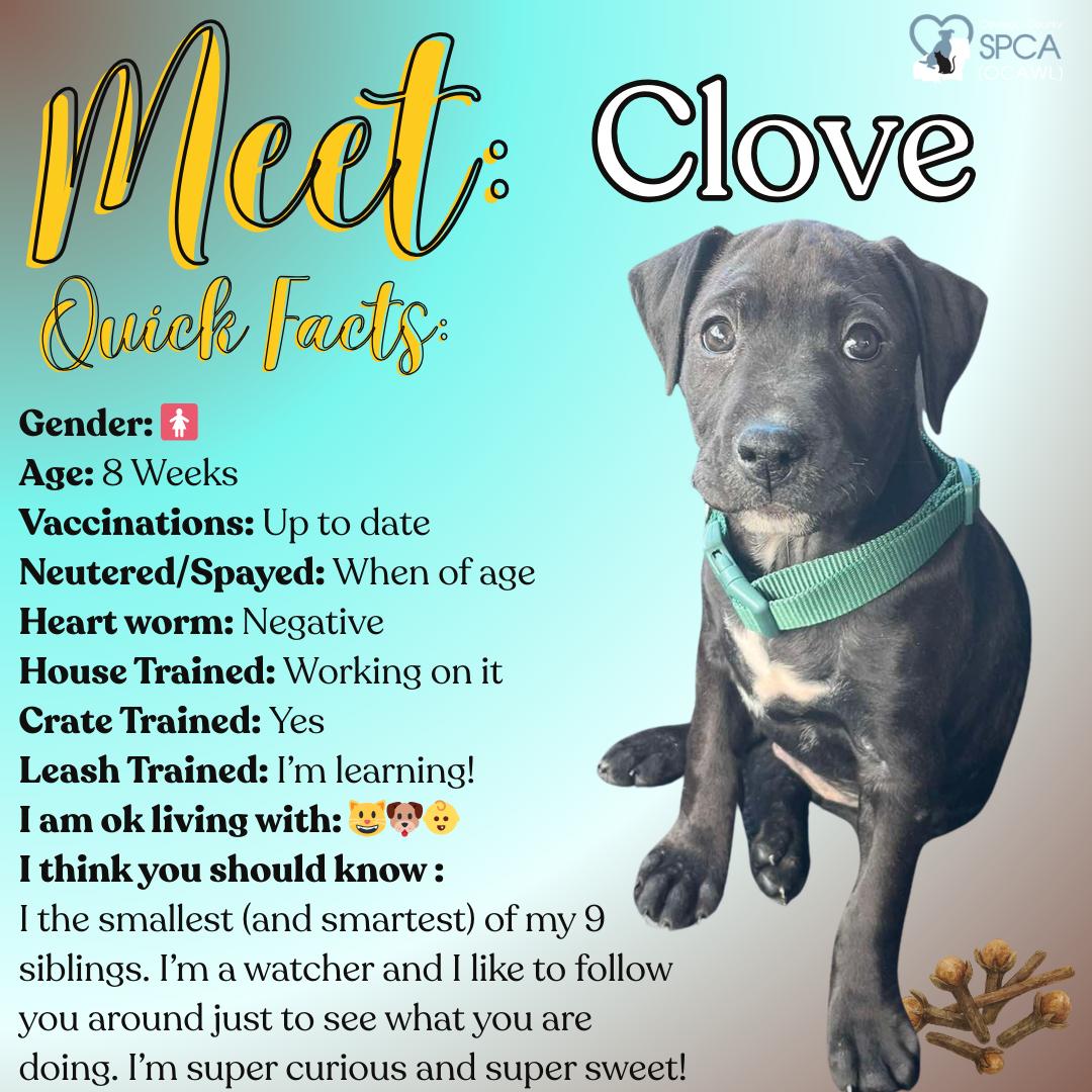 Clove, ADOPTABLE, Puppy Female Labrador Retriever.
