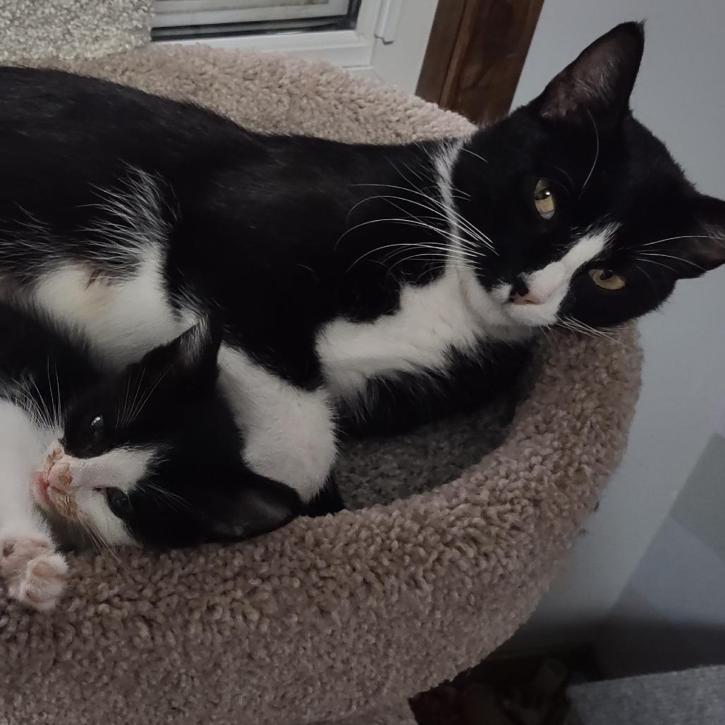 Enlarge Mariel--In Foster, a Adoptable Domestic Short Hair in Fargo, ND image 1/6