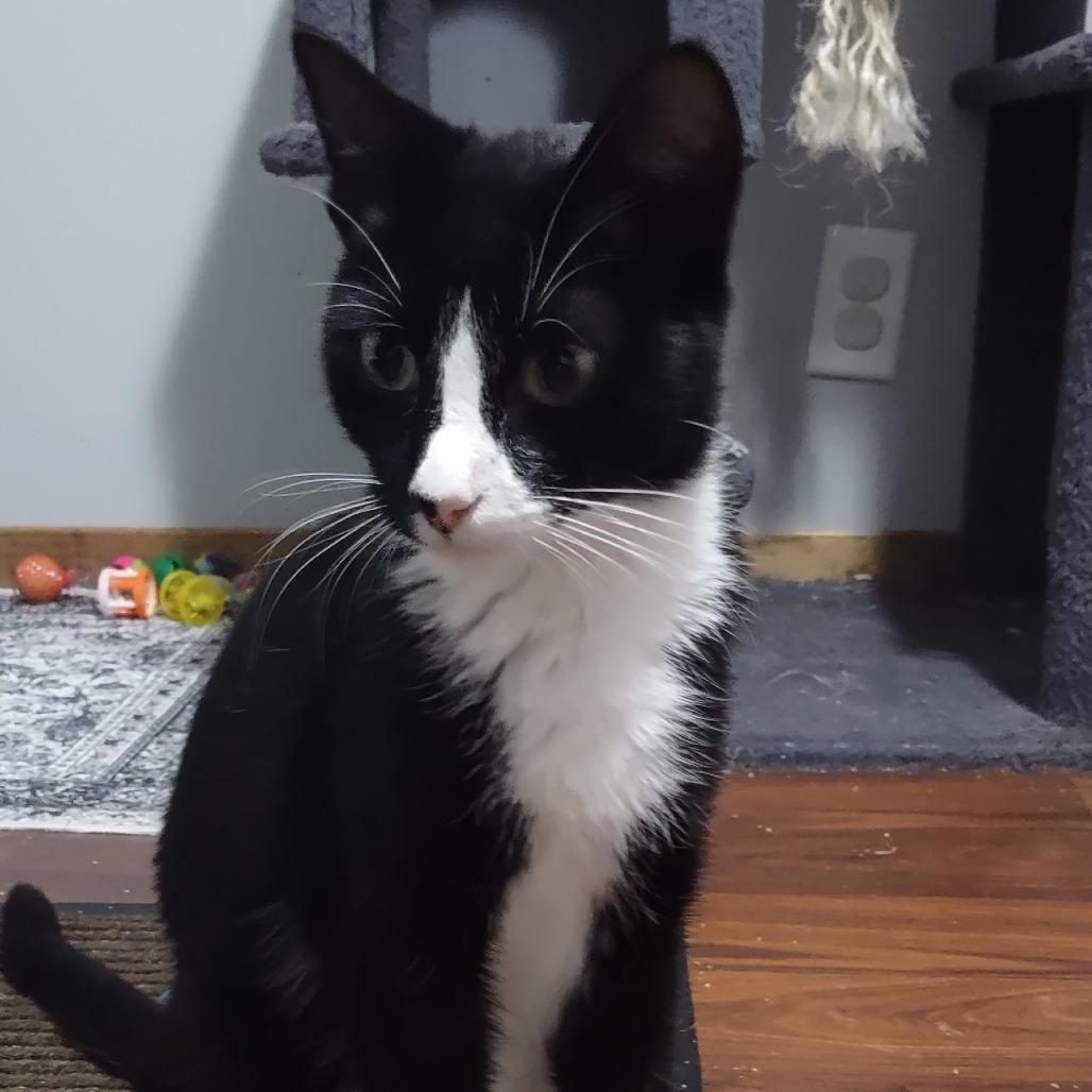 Enlarge Mariel--In Foster, a Adoptable Domestic Short Hair in Fargo, ND image 2/6