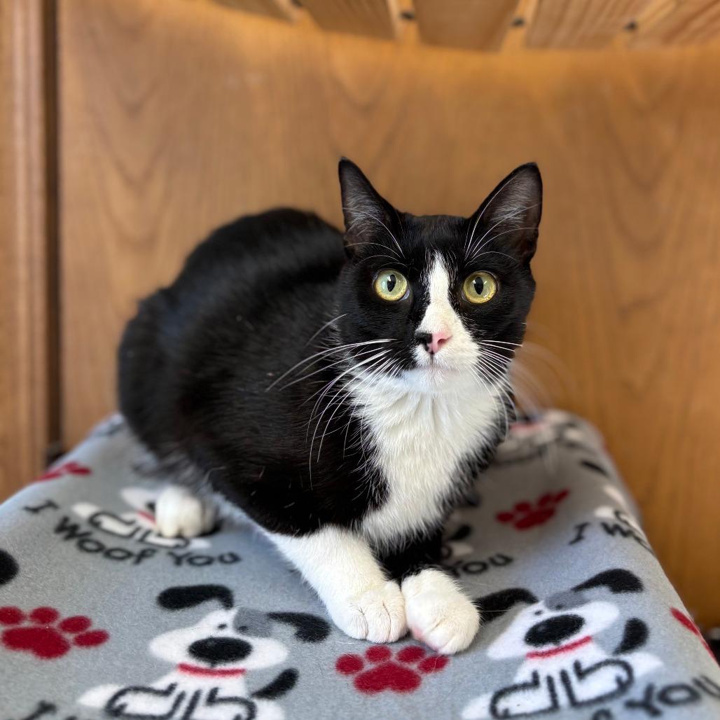 Enlarge Mariel--In Foster, a Adoptable Domestic Short Hair in Fargo, ND image 3/6