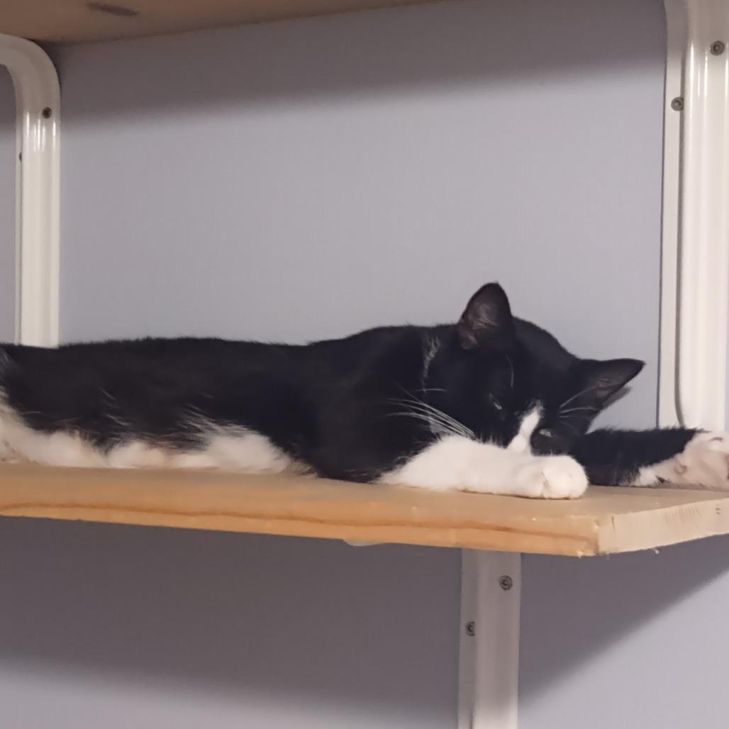 Enlarge Mariel--In Foster, a Adoptable Domestic Short Hair in Fargo, ND image 4/6