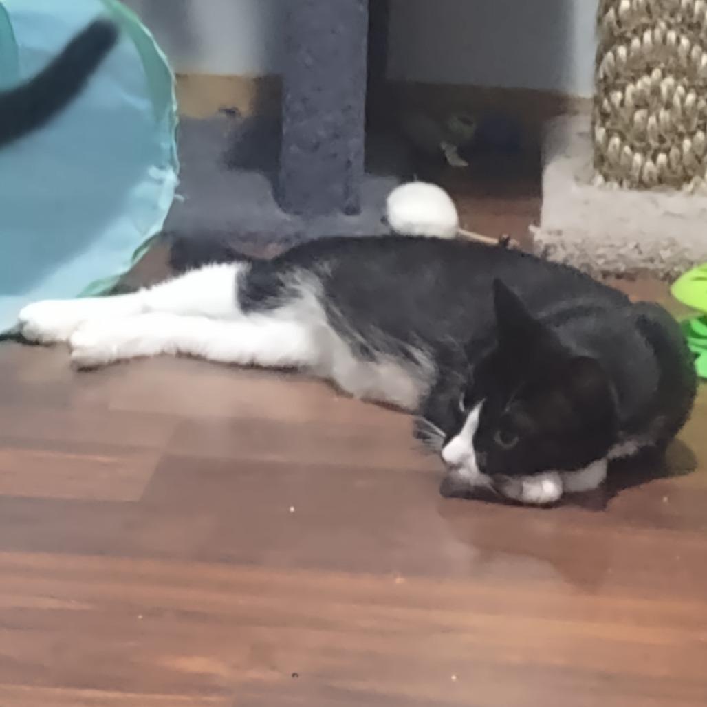 Enlarge Mariel--In Foster, a Adoptable Domestic Short Hair in Fargo, ND image 5/6