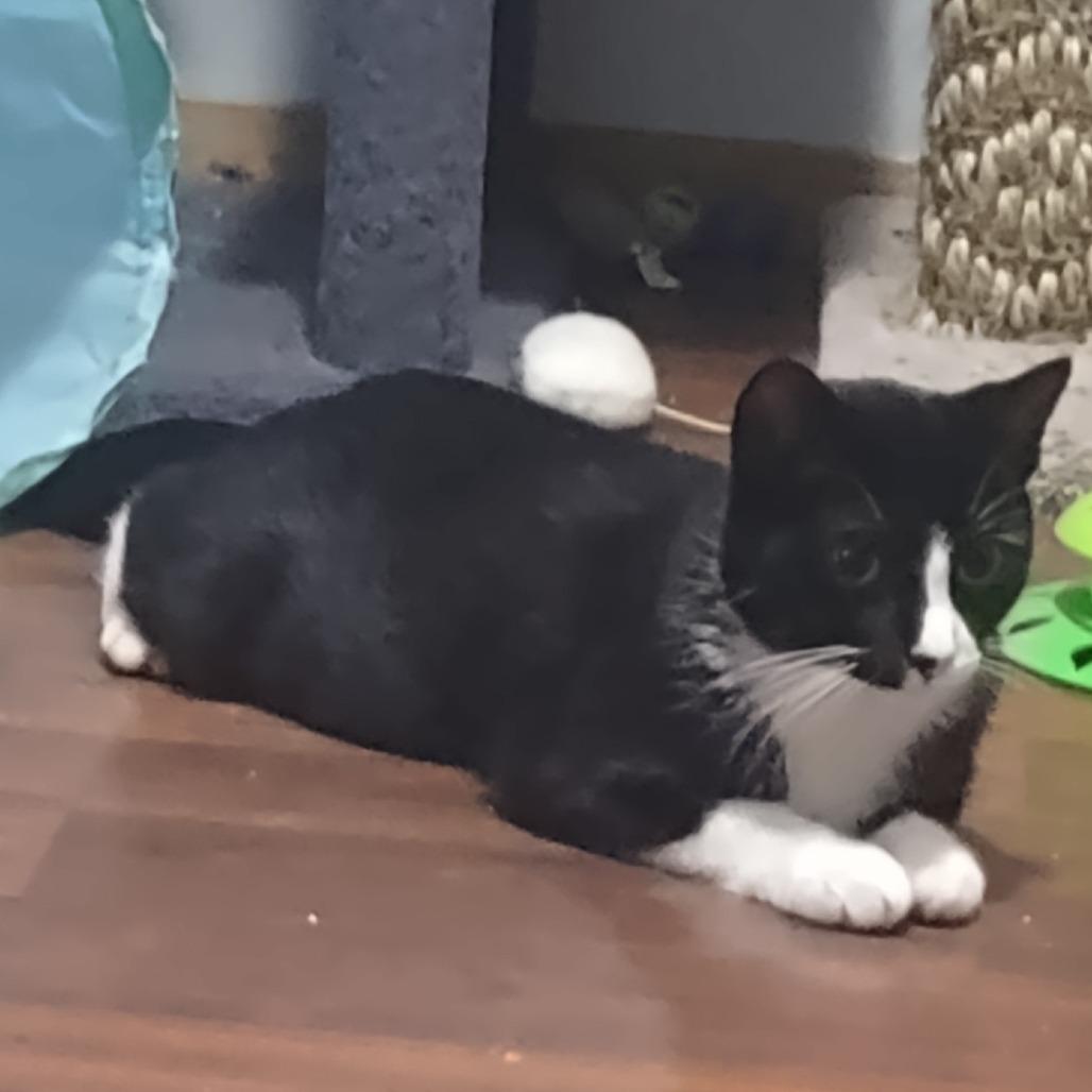 Enlarge Mariel--In Foster, a Adoptable Domestic Short Hair in Fargo, ND image 6/6