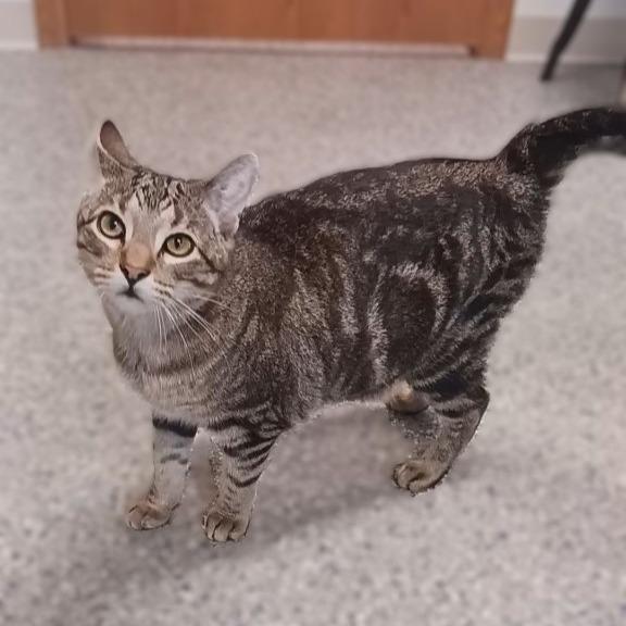 Delaney, Adoptable, Young Female Domestic Short Hair.