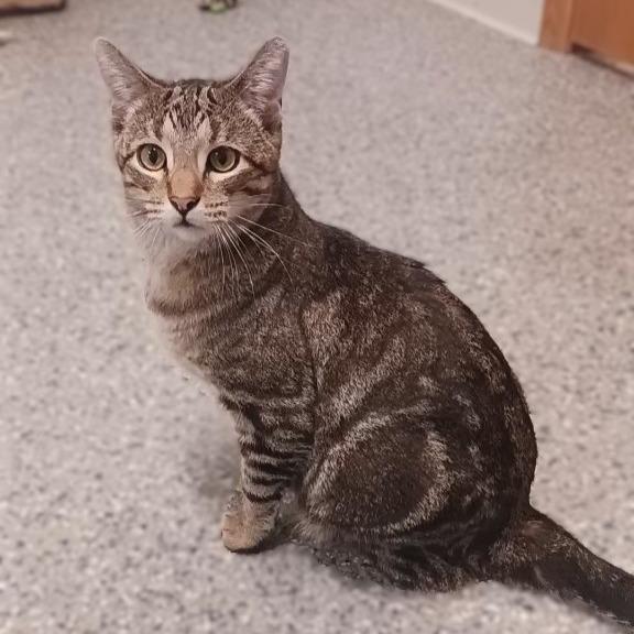 Delaney, Adoptable, Young Female Domestic Short Hair.