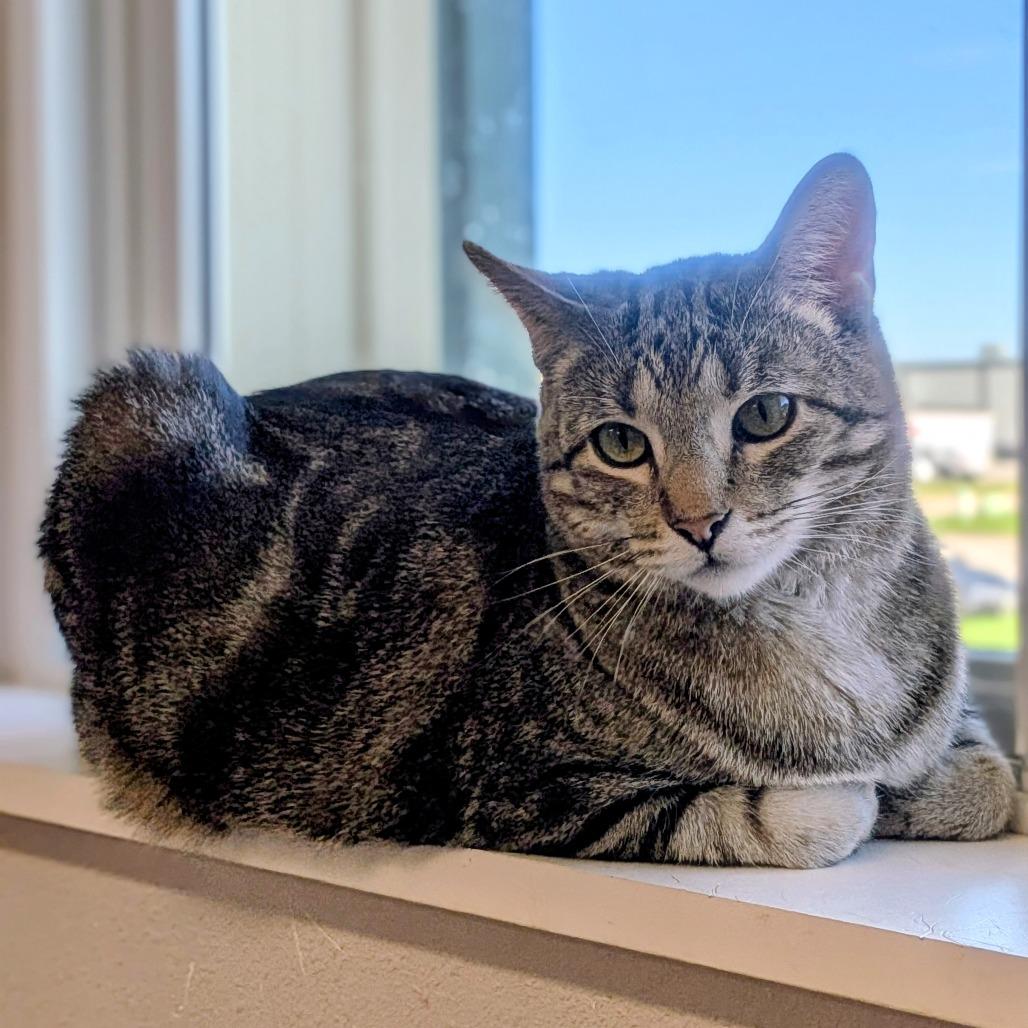 Enlarge Delaney, a Adoptable Domestic Short Hair in Prairie du Chien, WI image 2/3