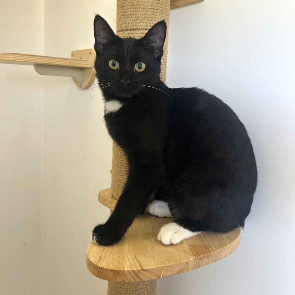 Enlarge Moon, a Adoptable Domestic Short Hair in St. Louis, MO image 1/6