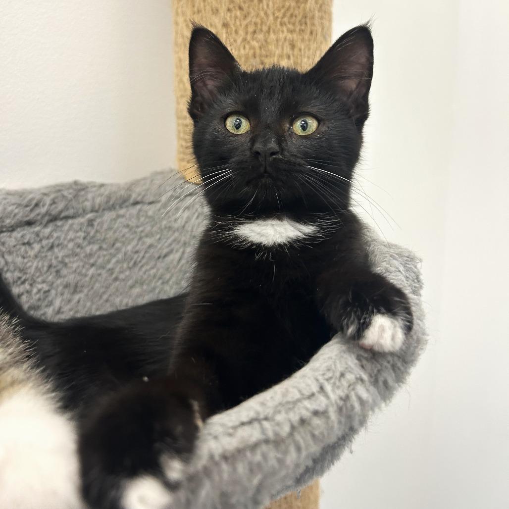 Moon, Adoptable, Kitten Female Domestic Short Hair.