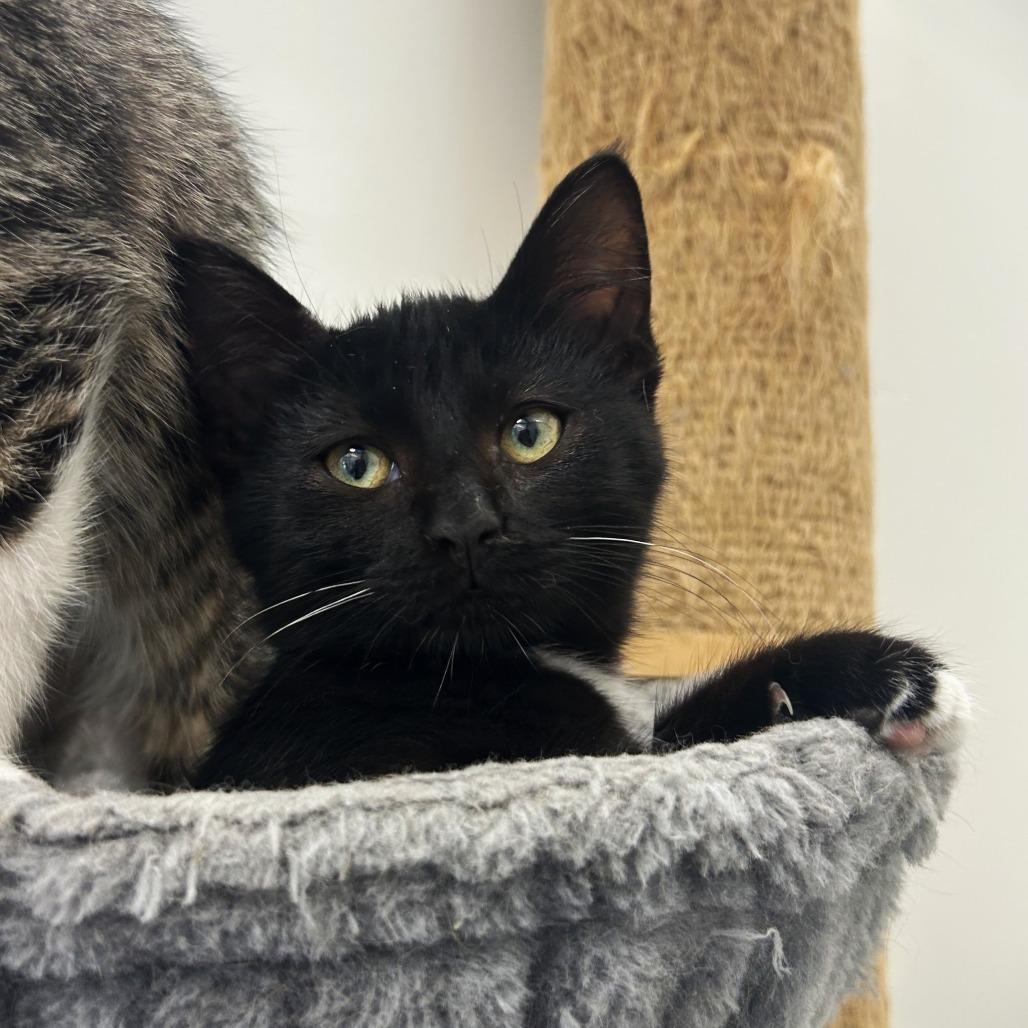 Moon, a Adoptable Domestic Short Hair in St. Louis, MO image 2/3