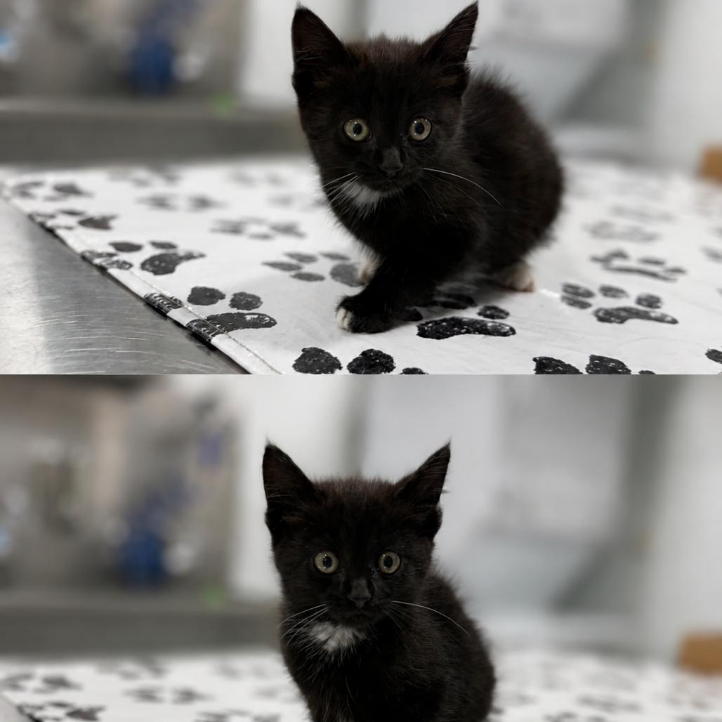Moon, Adoptable, Kitten Female Domestic Short Hair.