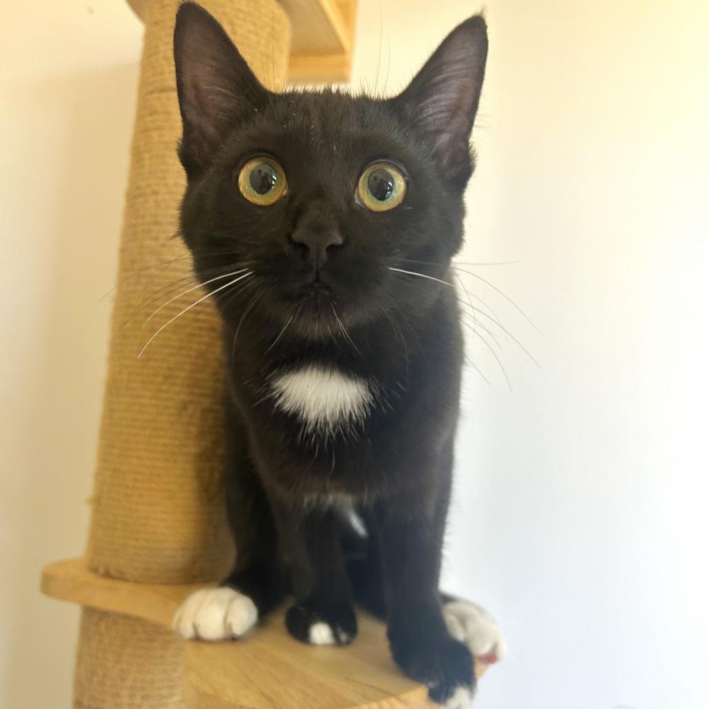 Enlarge Moon, a Adoptable Domestic Short Hair in St. Louis, MO image 5/6