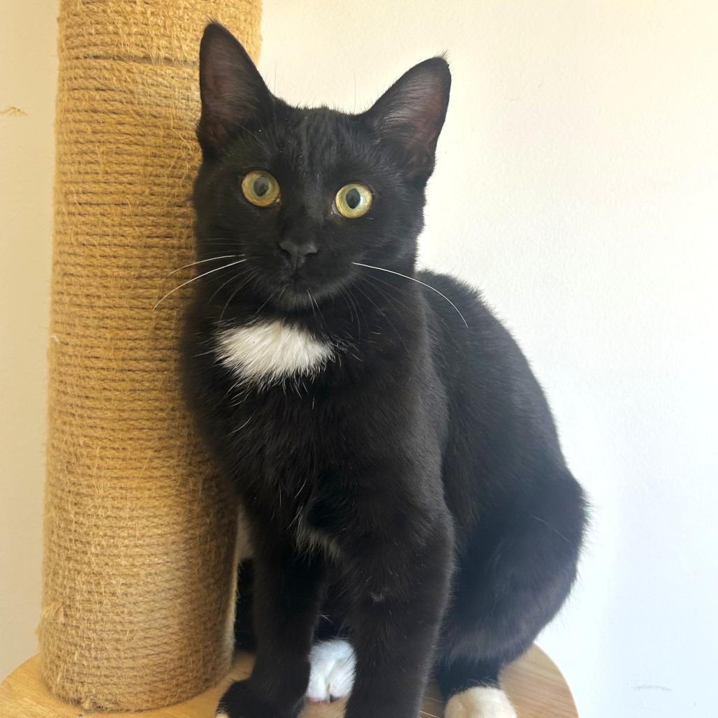 Enlarge Moon, a Adoptable Domestic Short Hair in St. Louis, MO image 6/6