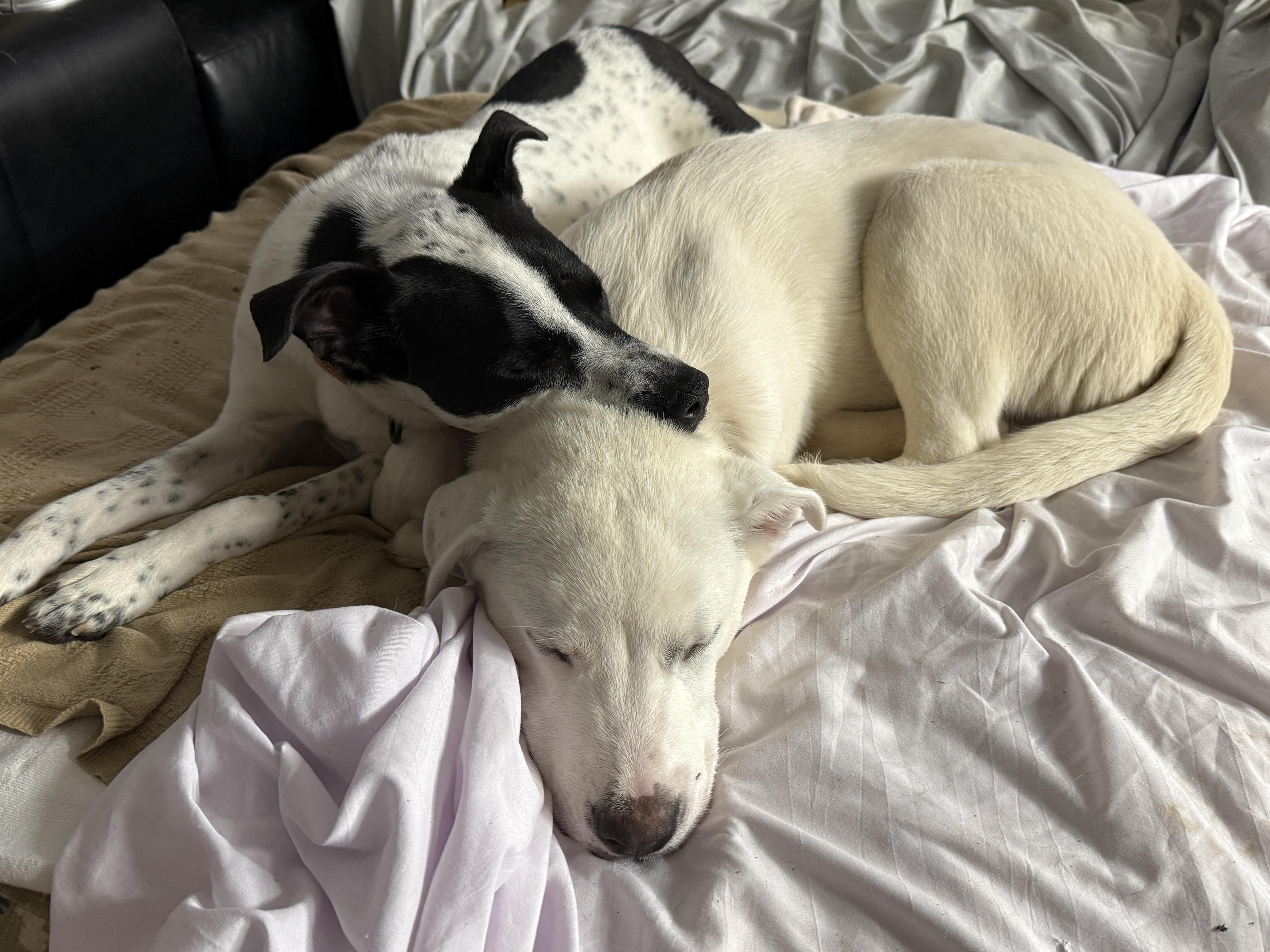 Enlarge Mercy CP, a Adoptable mixed breed in Cumming, GA image 5/6