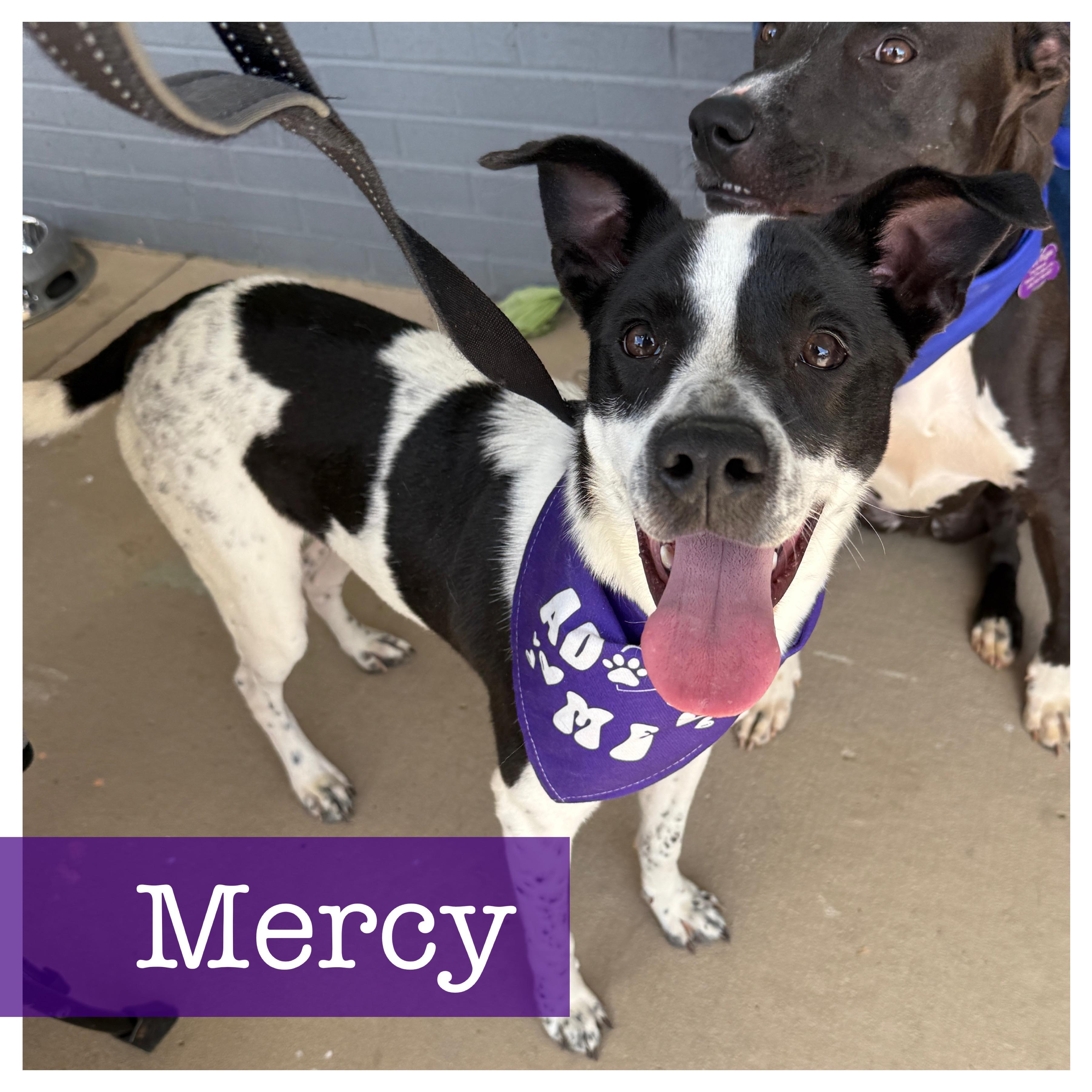 Mercy CP, Adoptable, Young Female Jack Russell Terrier & Cattle Dog.