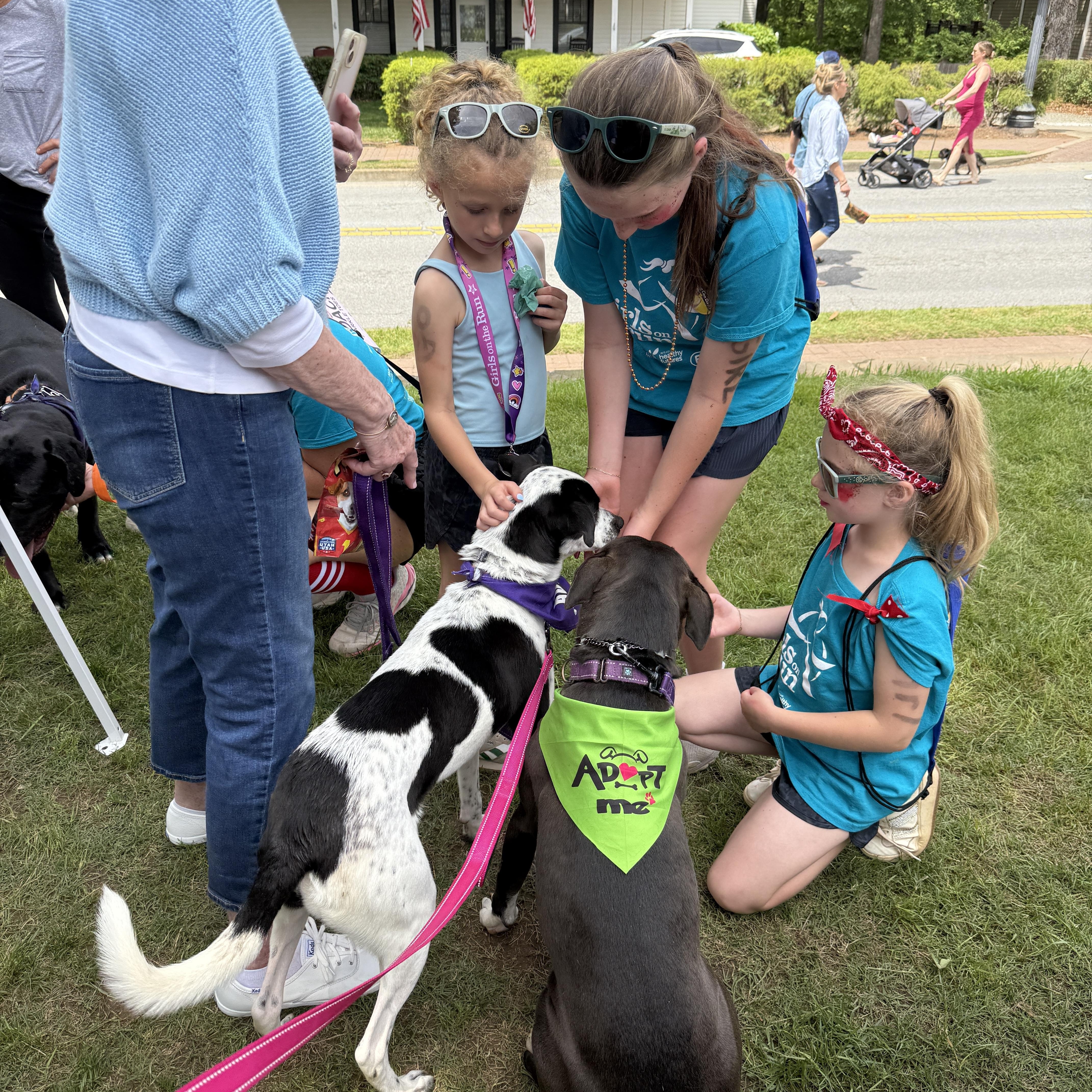 Enlarge Mercy CP, a Adoptable mixed breed in Cumming, GA image 4/6