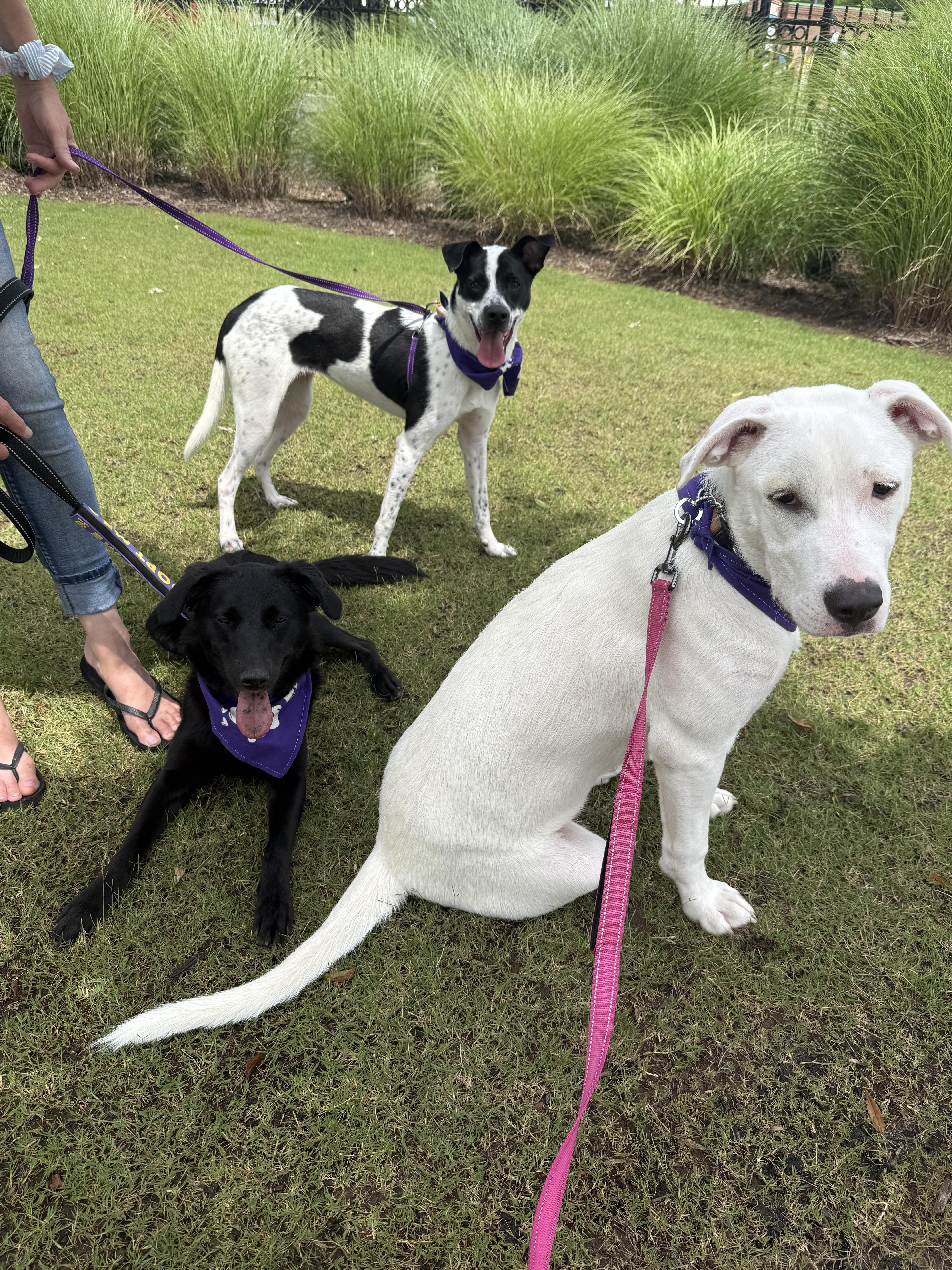 Enlarge Mercy CP, a Adoptable mixed breed in Cumming, GA image 2/6