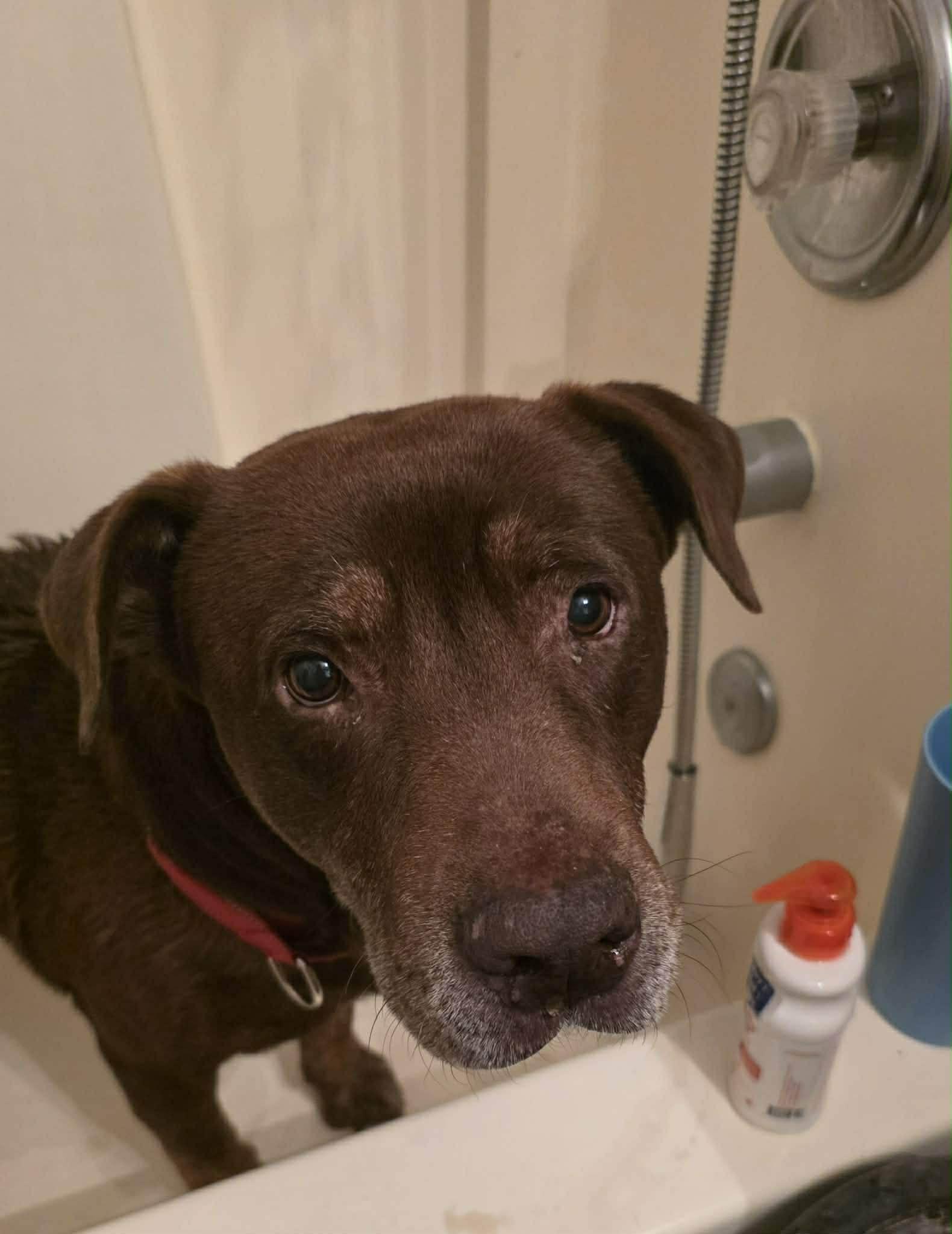 Garth, ADOPTABLE, Senior Male Chocolate Labrador Retriever & Bull Terrier.