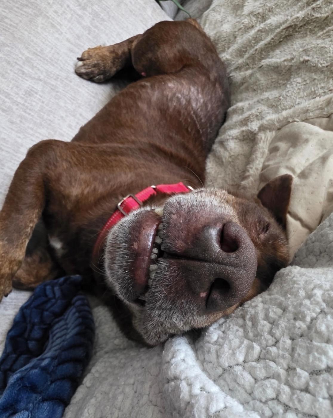 Garth, a ADOPTABLE mixed breed in Powell Butte, OR image 3/6