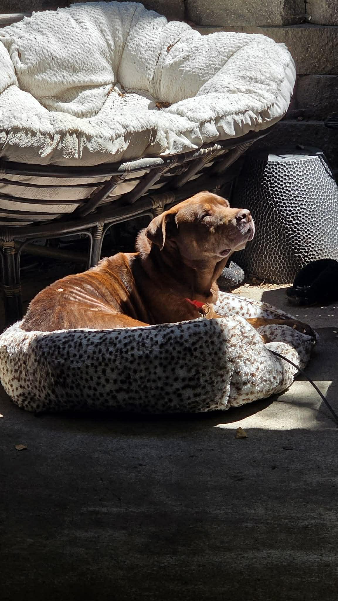 Garth, a ADOPTABLE mixed breed in Powell Butte, OR image 4/6