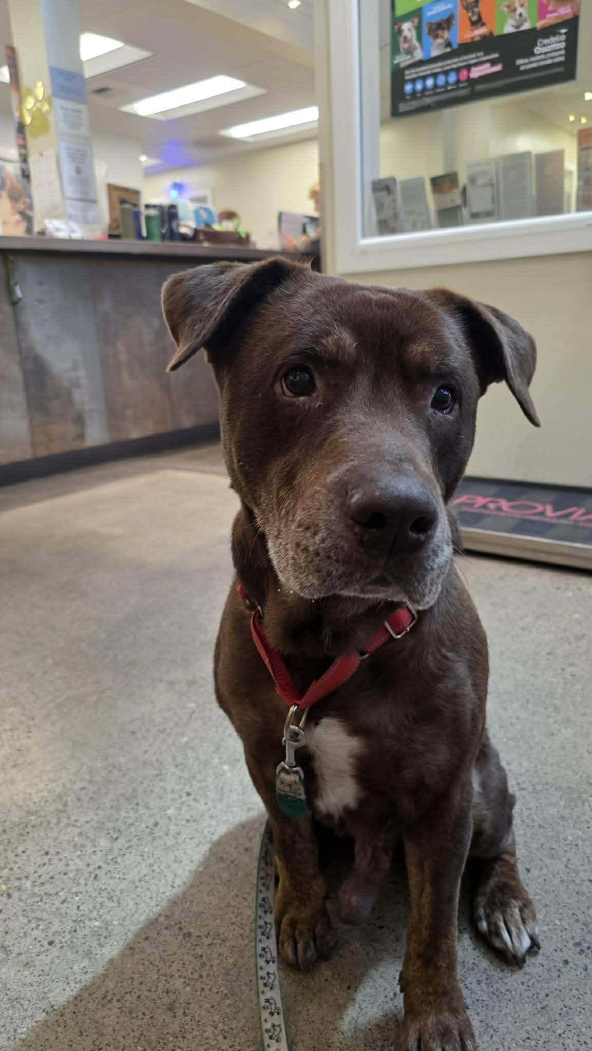 Garth, a ADOPTABLE mixed breed in Powell Butte, OR image 6/6