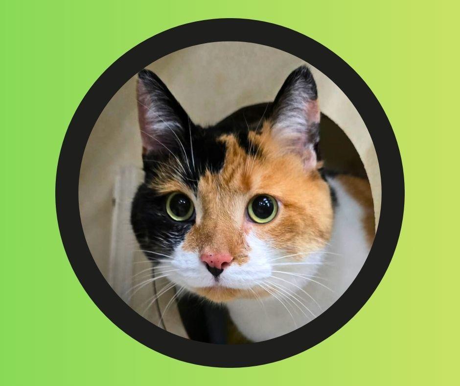 Stella, adopted, Adult Female Calico & Domestic Short Hair.