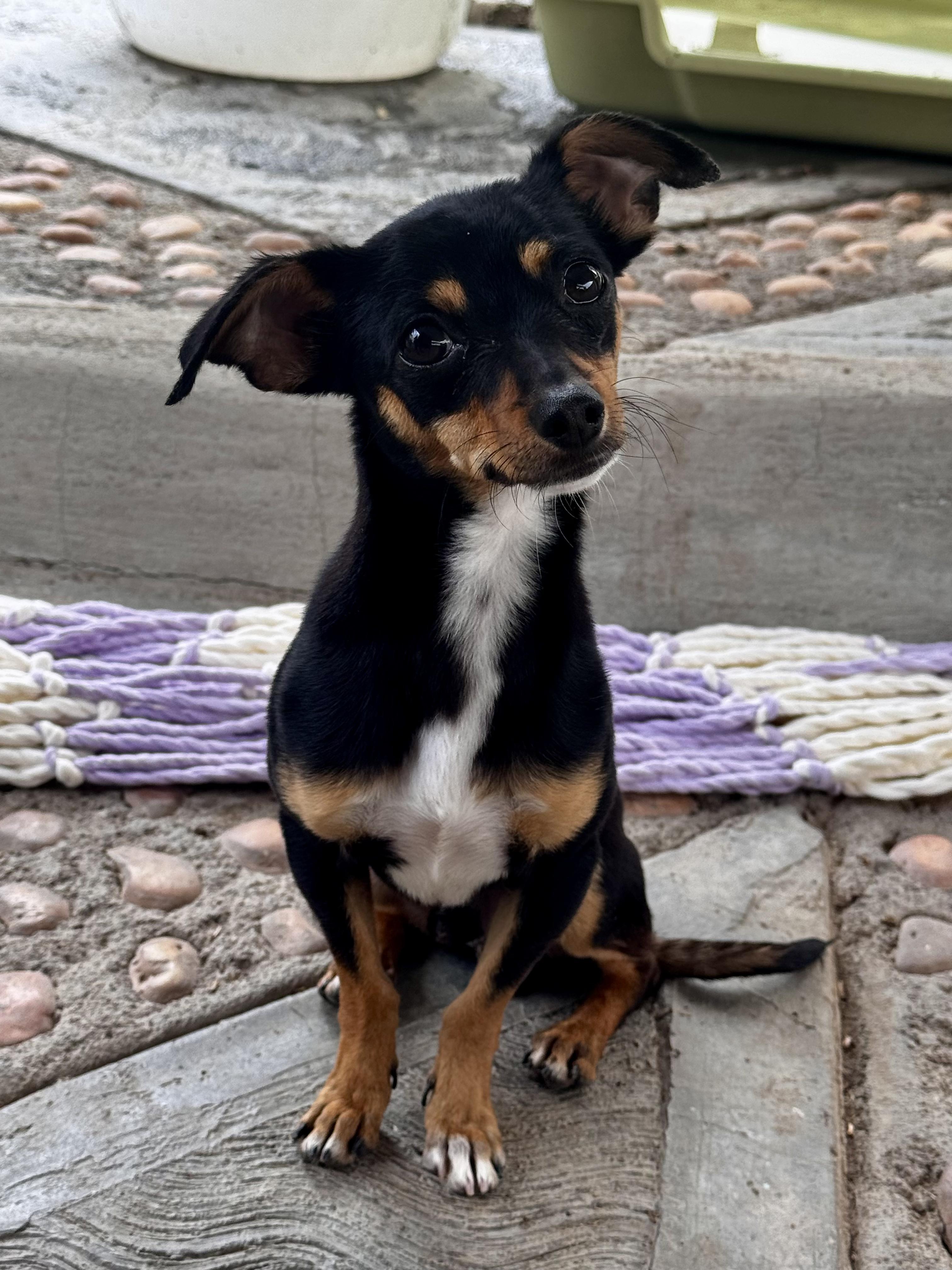Enlarge Aladin, an adopted mixed breed in Manvel, TX image 5/6