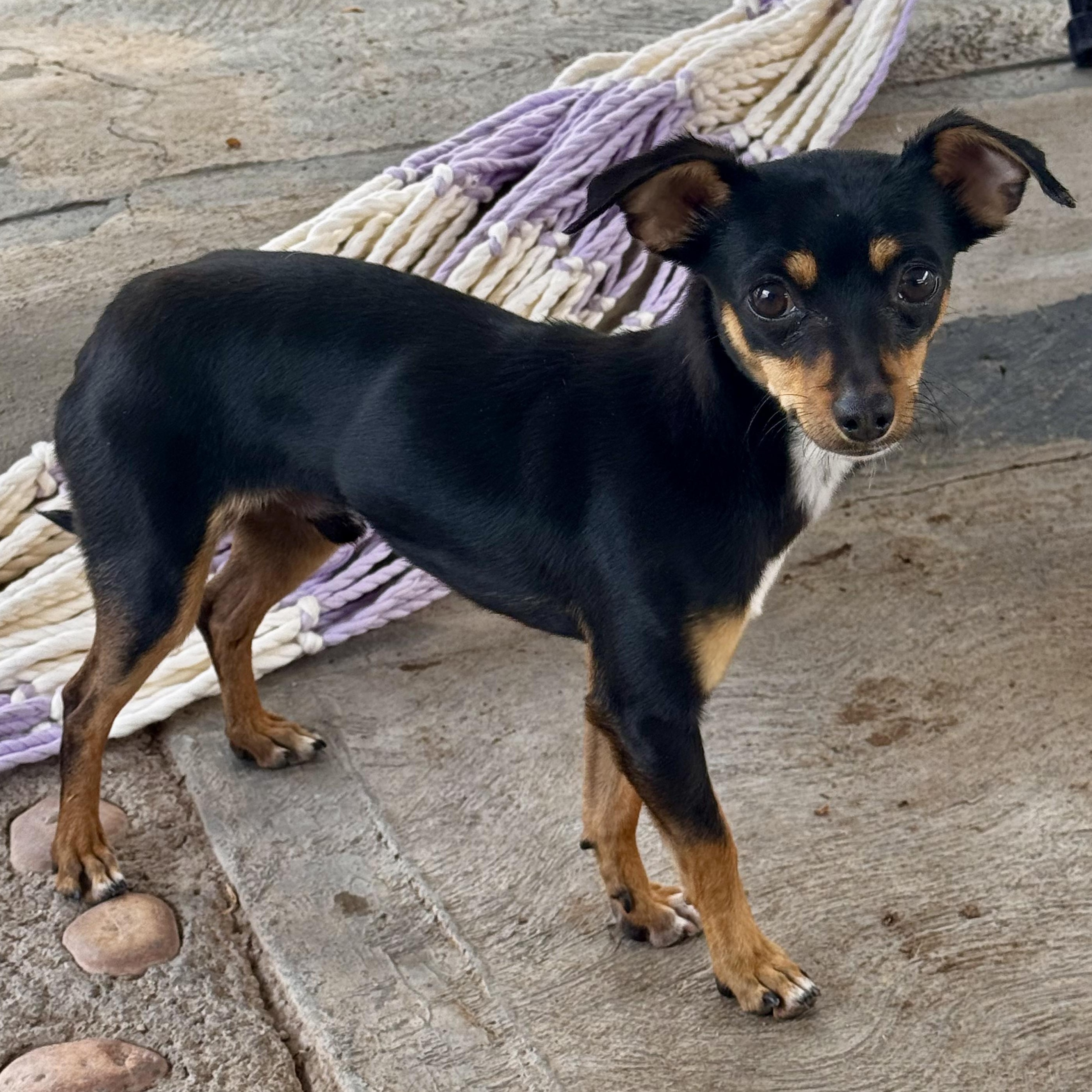 Enlarge Aladin, an adopted mixed breed in Manvel, TX image 6/6
