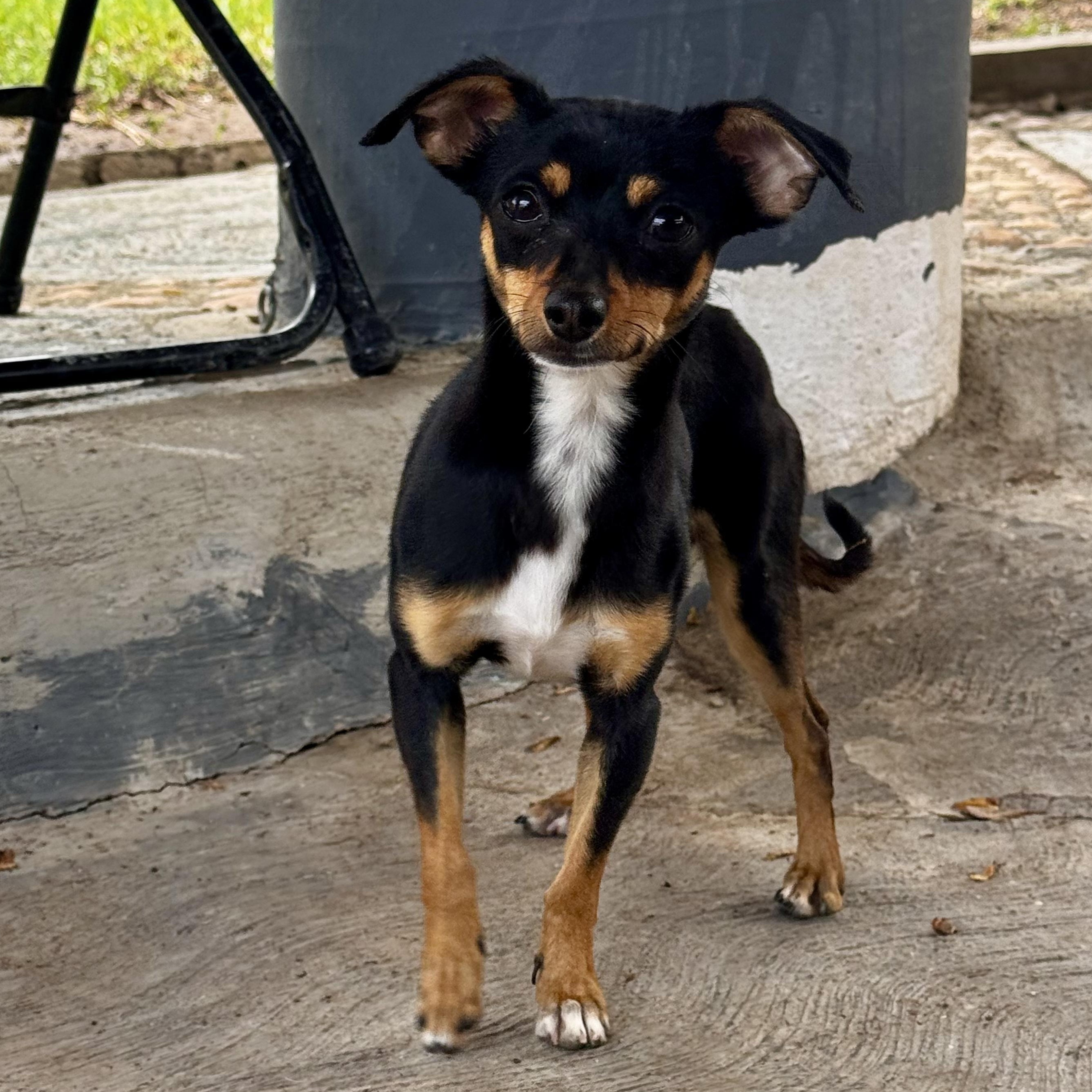 Enlarge Aladin, an adopted mixed breed in Manvel, TX image 2/6