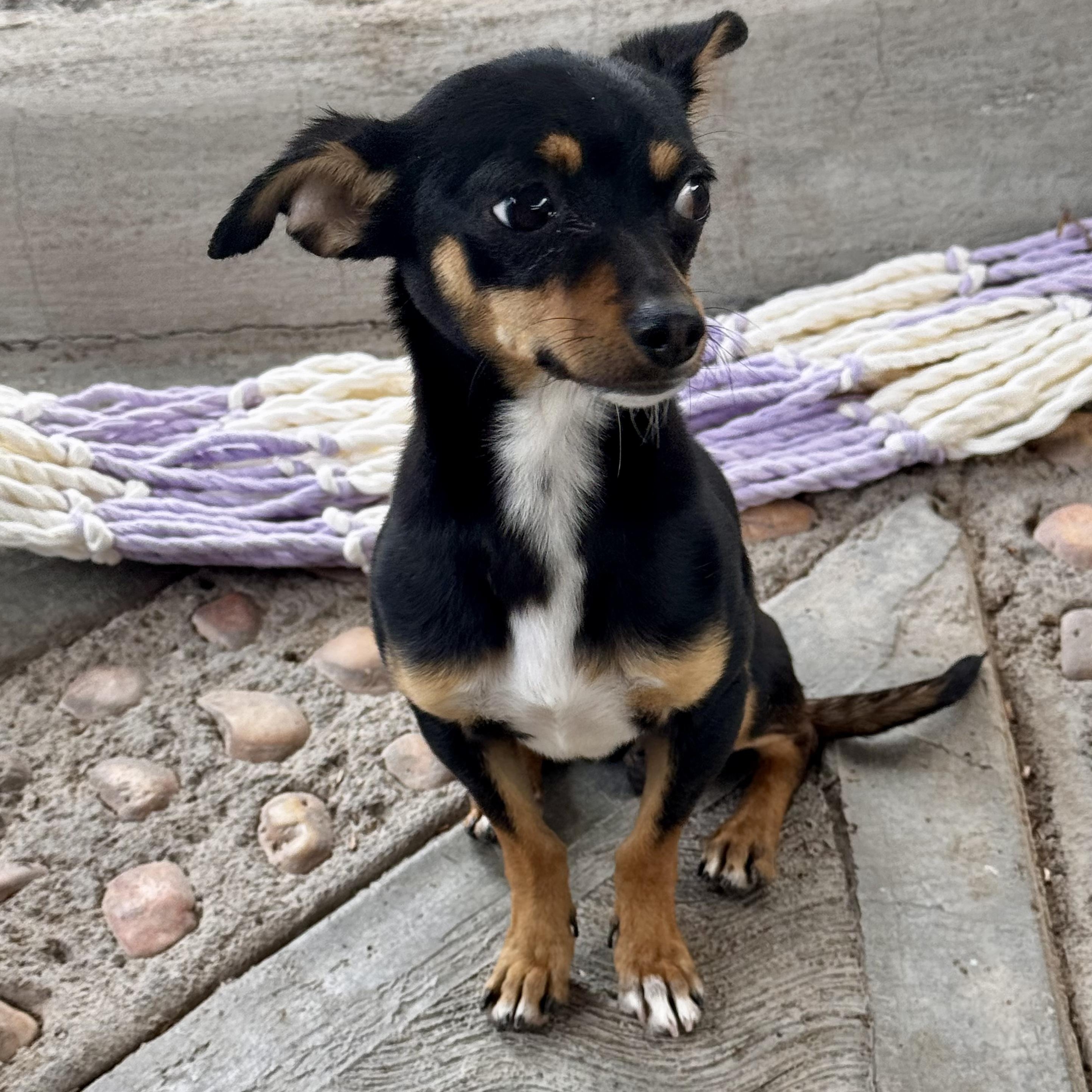 Enlarge Aladin, an adopted mixed breed in Manvel, TX image 3/6