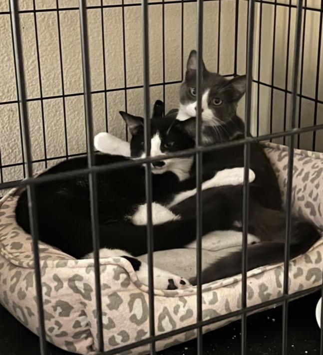 Enlarge Booger and Groucho , a ADOPTABLE Domestic Short Hair in Huntington Beach, CA image 3/3