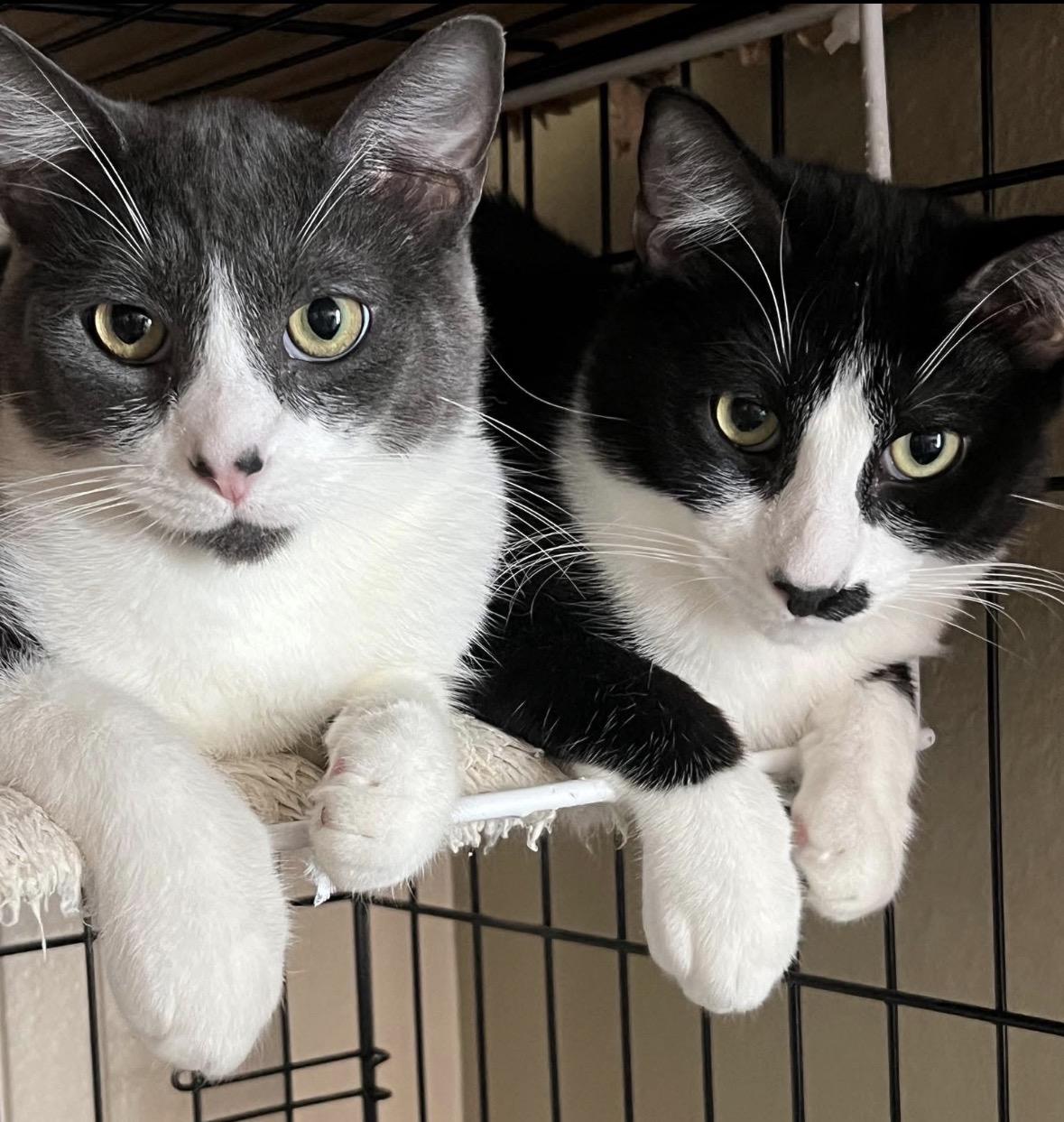 Enlarge Booger and Groucho , a ADOPTABLE Domestic Short Hair in Murrieta, CA image 1/4