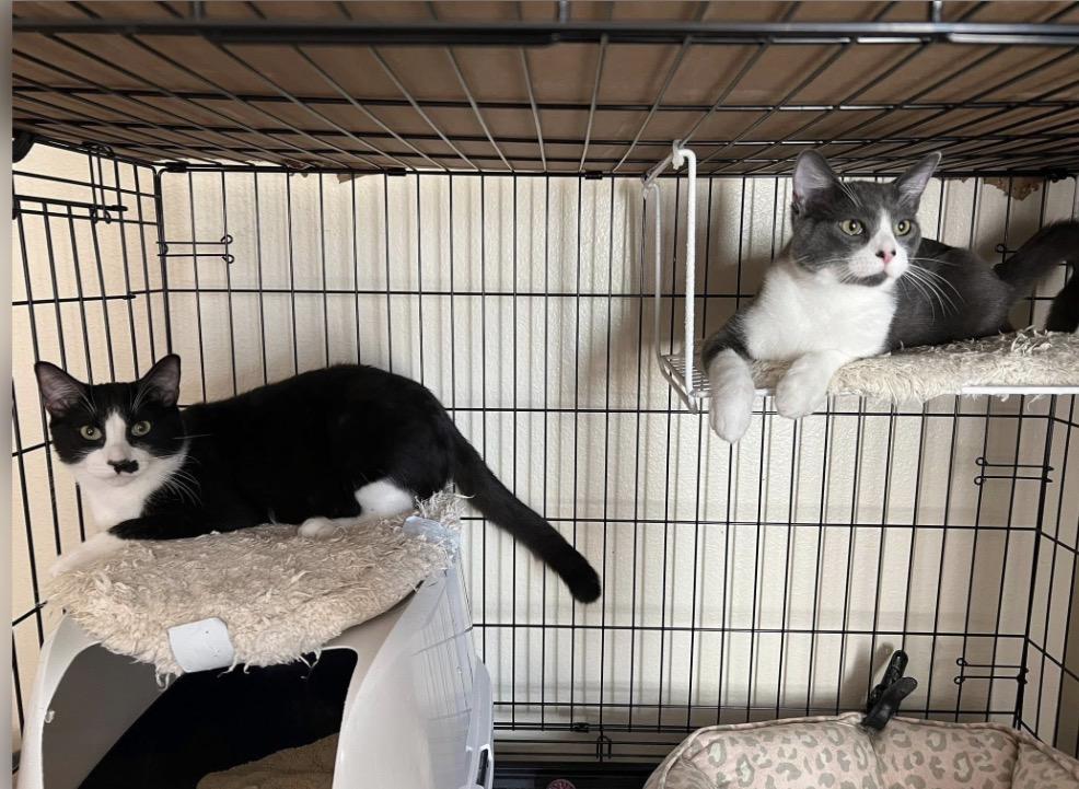 Enlarge Booger and Groucho , a ADOPTABLE Domestic Short Hair in Huntington Beach, CA image 2/3