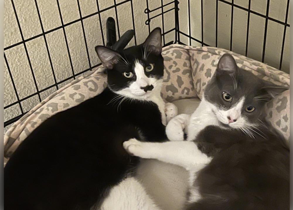 Enlarge Booger and Groucho , a ADOPTABLE Domestic Short Hair in Huntington Beach, CA image 1/3