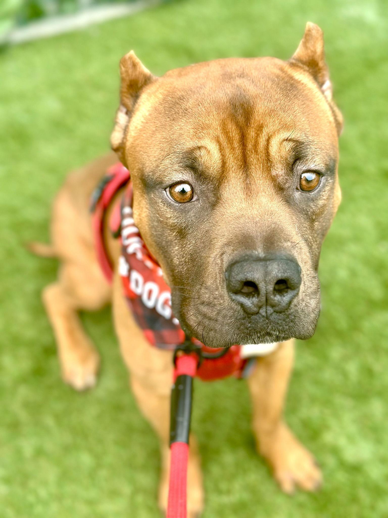 Enlarge Lucky, a Adoptable Boxer in San Diego, CA image 1/3