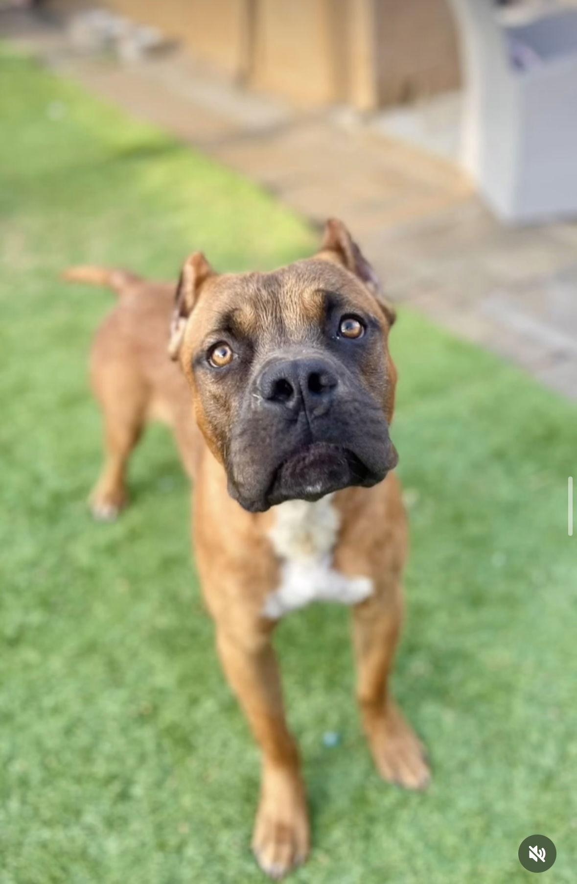 Enlarge Lucky, a Adoptable Boxer in San Diego, CA image 2/3