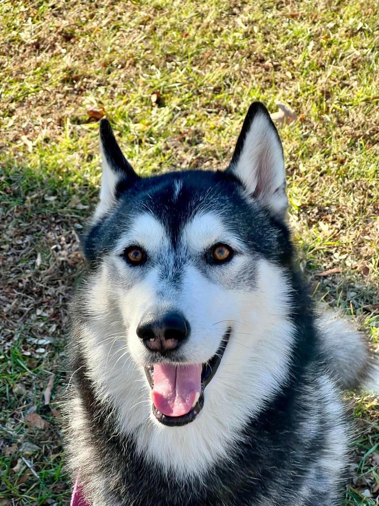 Wild Cherry thumbnail 2