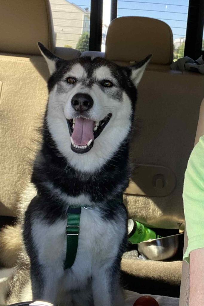 Wild Cherry thumbnail 3