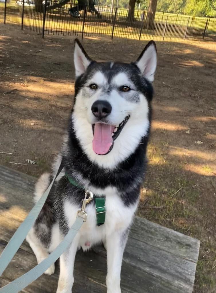 Wild Cherry thumbnail 4