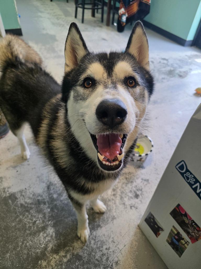 Wild Cherry thumbnail 5