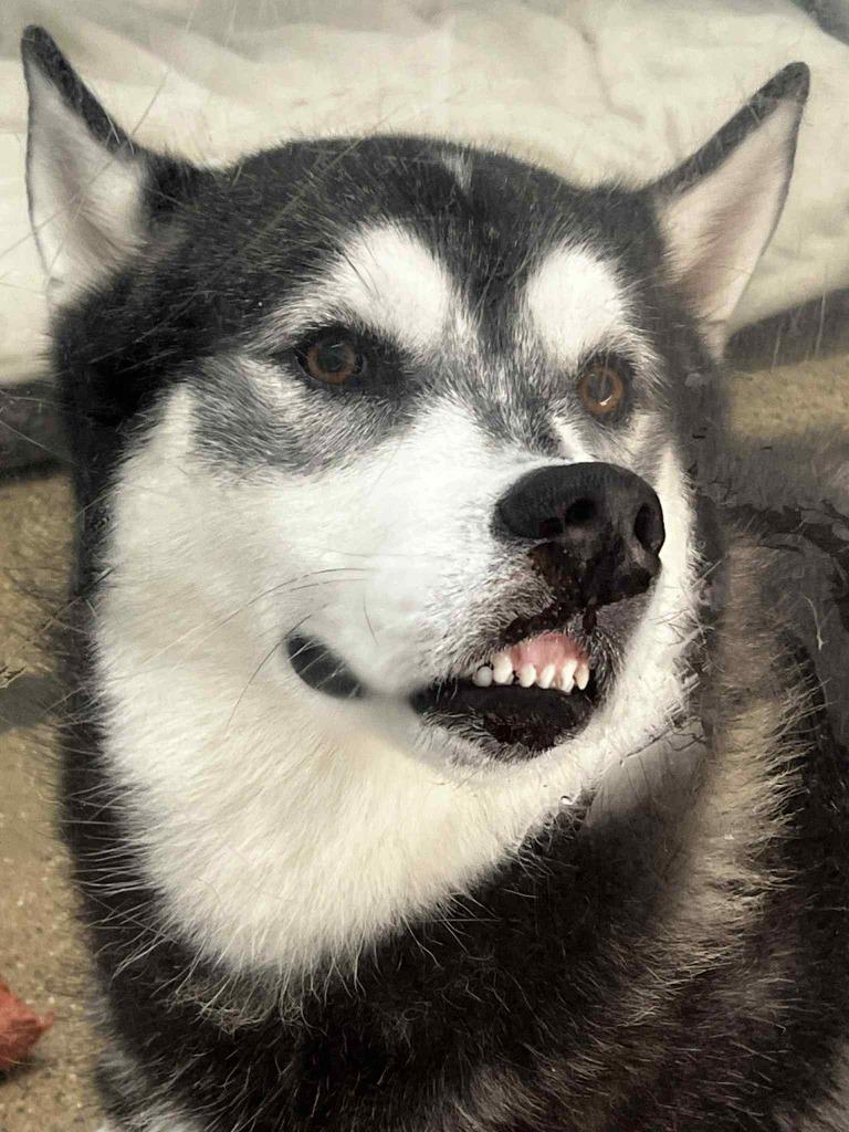 Wild Cherry thumbnail 6