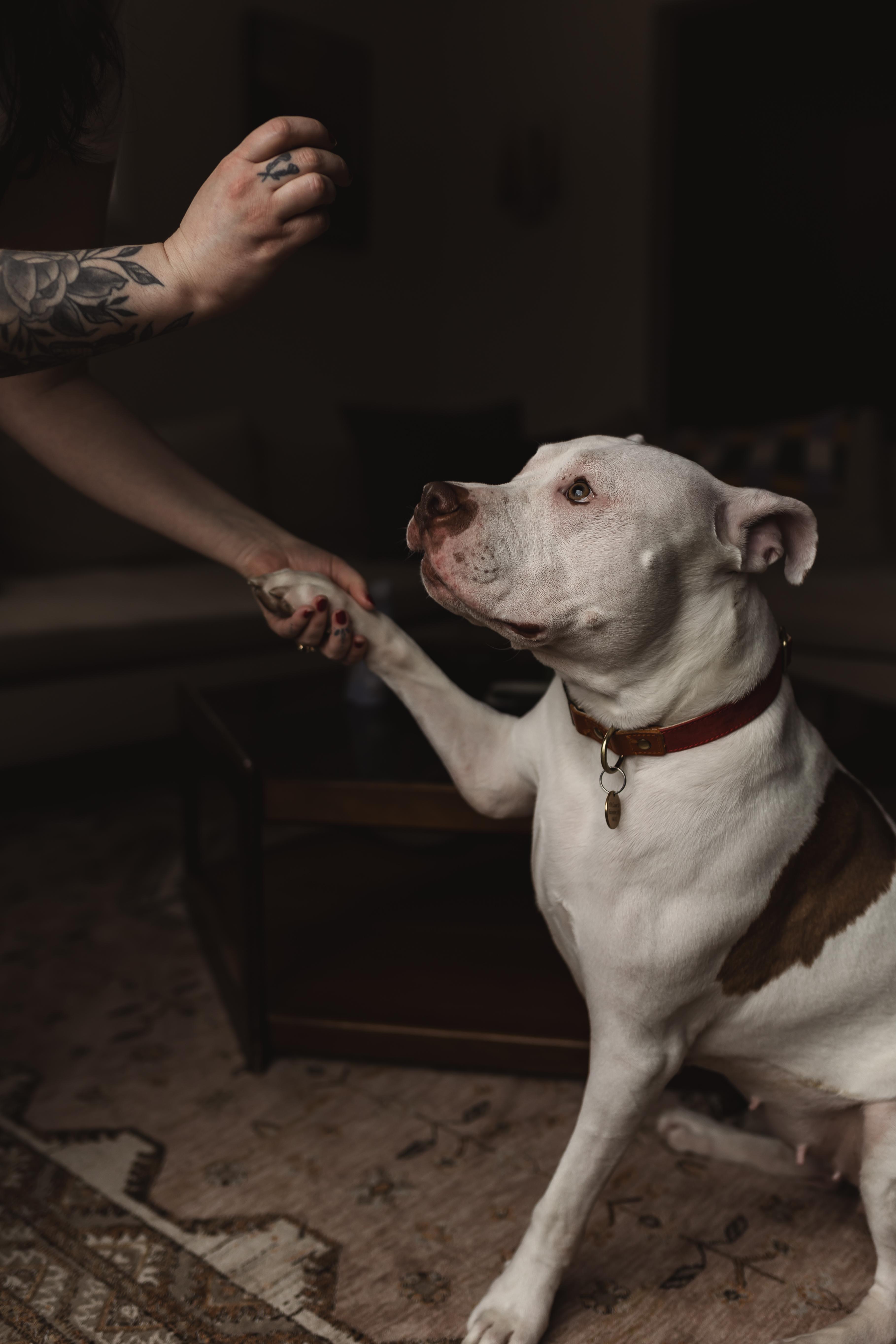 Enlarge Poppy, a ADOPTABLE mixed breed in Rochester, NY image 4/4