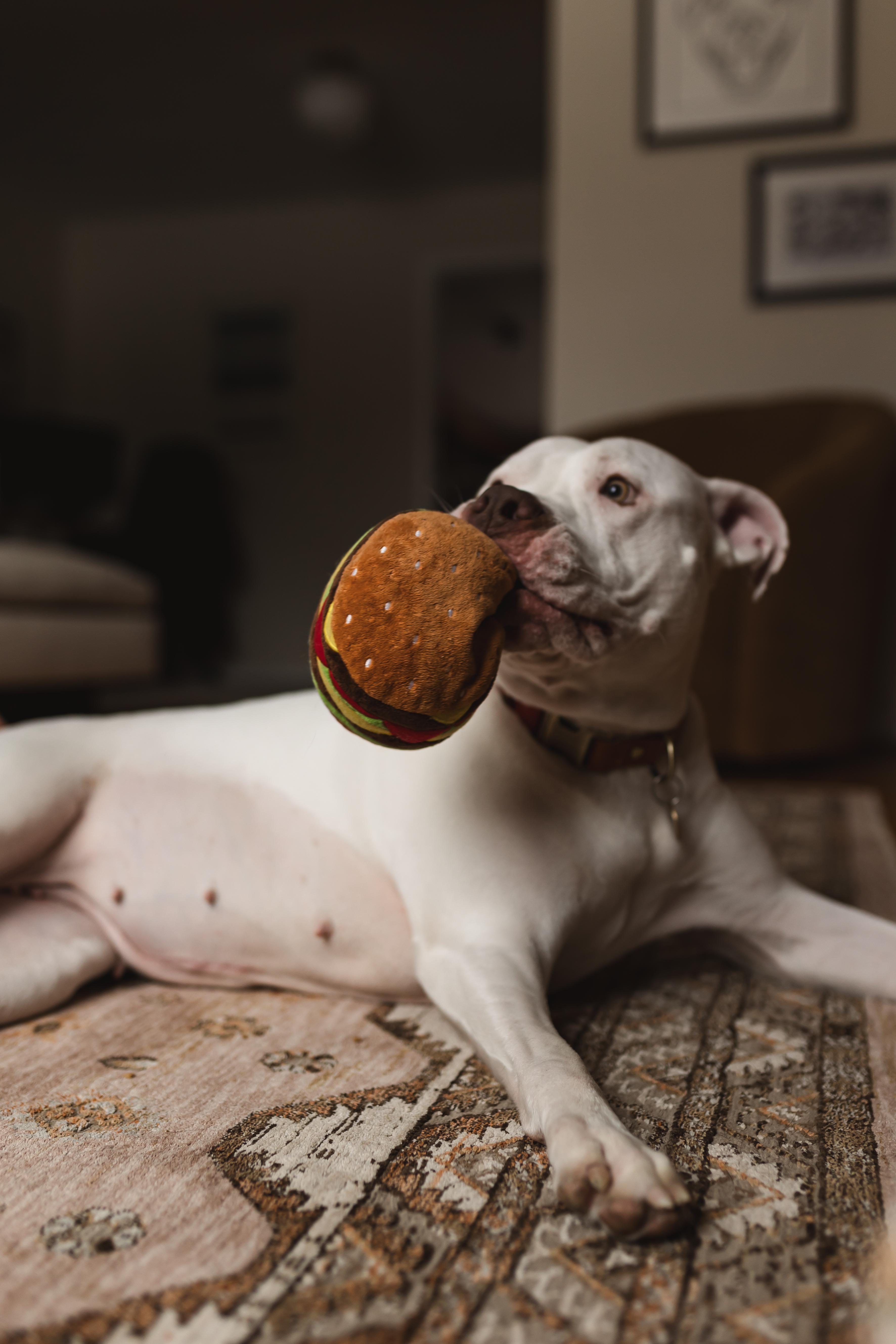 Enlarge Poppy, a ADOPTABLE mixed breed in Rochester, NY image 3/4